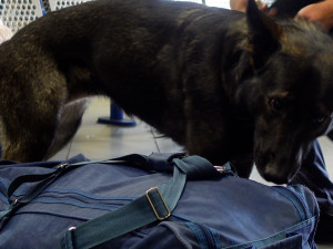 Policisté při razii dopadli mladíka s desítkami psychotropních lysohlávek