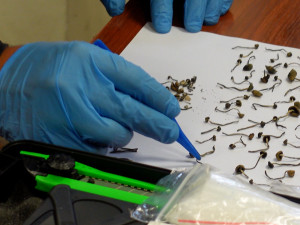 Policisté při razii dopadli mladíka s desítkami psychotropních lysohlávek