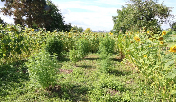 Na Litovelsku policie sklidila patnáct rostlin konopí. Pěstitelům hrozí pět let