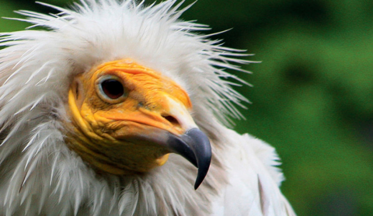 VÍKEND PODLE DRBNY: Do Zoo za supy, do Vesce za veterány