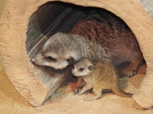 Nový přírůstek pro kolonii surikat. Zoo Olomouc vítá další mládě