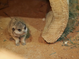 Olomoucká zoo odchovala od 70. let 20. století okolo stovky mláďat, letos v srpnu se narodila jedna samička