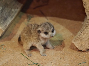 Olomoucká zoo odchovala od 70. let 20. století okolo stovky mláďat, letos v srpnu se narodila jedna samička
