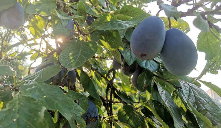 Rané odrůdy švestek zasáhlo chladné počasí a plodů je na stromech málo