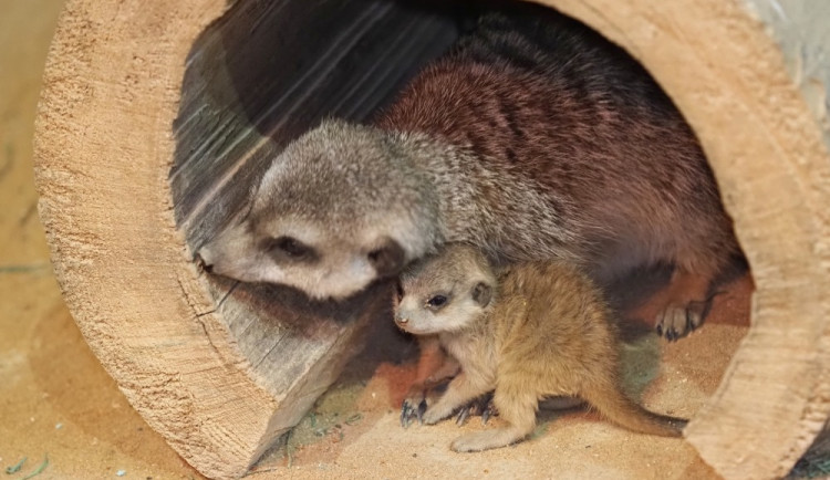Olomoucká zoo odchovala od 70. let 20. století okolo stovky mláďat, letos v srpnu se narodila jedna samička