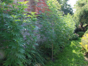 Přerovští kriminalisté zatkli dealera drog. Našli u něj pět kilomarihuany