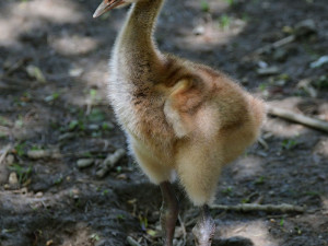 Ošetřovatelskému týmu olomoucké zoo se podařilo odchovat dvě mláďata jeřába mandžuského