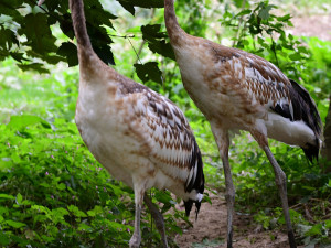 Ošetřovatelskému týmu olomoucké zoo se podařilo odchovat dvě mláďata jeřába mandžuského