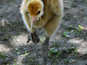 Ošetřovatelskému týmu olomoucké zoo se podařilo odchovat dvě mláďata jeřába mandžuského