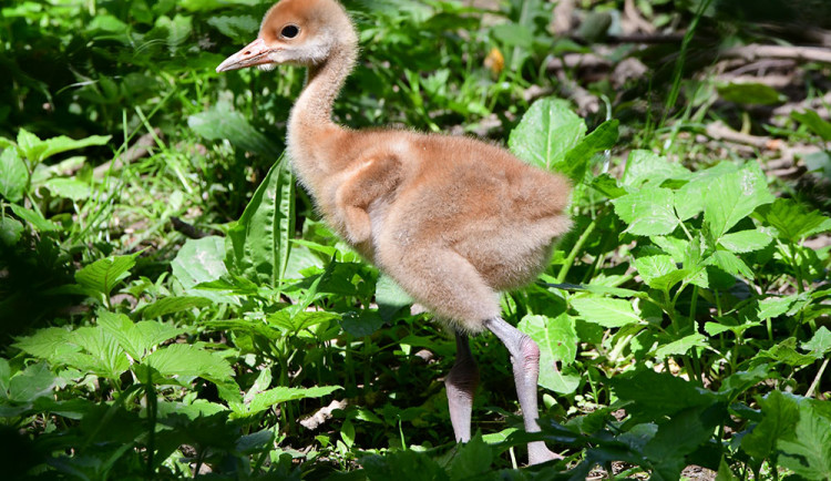 Ošetřovatelskému týmu olomoucké zoo se podařilo odchovat dvě mláďata jeřába mandžuského