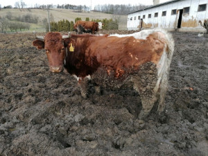 Soud rozplétá kauzu týraní zvířat na farmě Kozí Hrádek. Hladový skot žil v bahně a výkalech