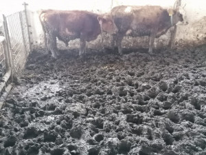 Soud rozplétá kauzu týraní zvířat na farmě Kozí Hrádek. Hladový skot žil v bahně a výkalech