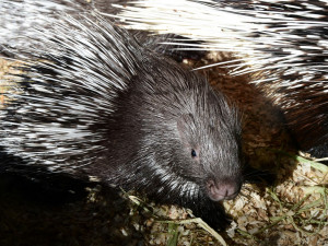 Olomoucká zoo přivítala mláďata dikobrazů. Narodilo se jich hned osm