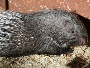 Olomoucká zoo přivítala mláďata dikobrazů. Narodilo se jich hned osm