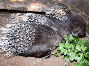 Olomoucká zoo přivítala mláďata dikobrazů. Narodilo se jich hned osm