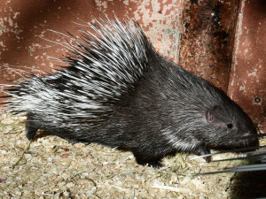 Olomoucká zoo přivítala mláďata dikobrazů. Narodilo se jich hned osm