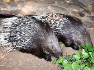 Olomoucká zoo přivítala mláďata dikobrazů. Narodilo se jich hned osm