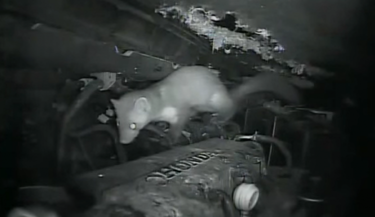 size3-16303229292449-60-kuny-kazdorocne-pachaji-na-autech-citelne-skody-motoriste-se-jich-pritom-muzou-jednoduse-zbavit