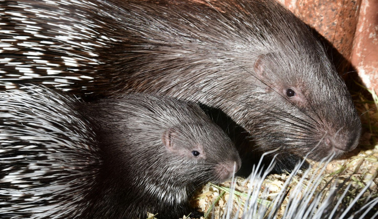 Olomoucká zoo přivítala mláďata dikobrazů. Narodilo se jich hned osm