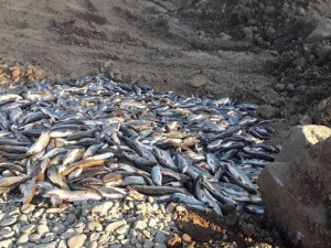 Po ekologické havárii úřady nevěděly co dělat, prohlašují rybáři z Bečvy
