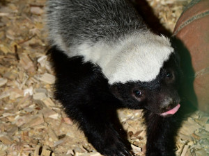 Po pěti měsících se v olomoucké zoo ukázalo mládě medojeda. Je to kluk