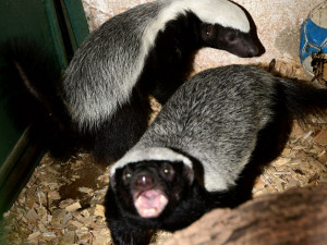Po pěti měsících se v olomoucké zoo ukázalo mládě medojeda. Je to kluk