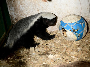 Po pěti měsících se v olomoucké zoo ukázalo mládě medojeda. Je to kluk