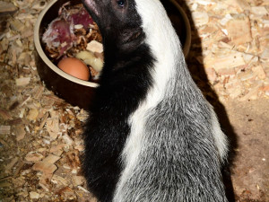 Po pěti měsících se v olomoucké zoo ukázalo mládě medojeda. Je to kluk