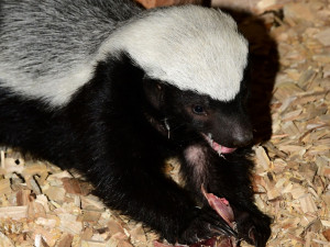 Po pěti měsících se v olomoucké zoo ukázalo mládě medojeda. Je to kluk