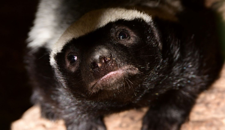 Po pěti měsících se v olomoucké zoo ukázalo mládě medojeda. Je to kluk