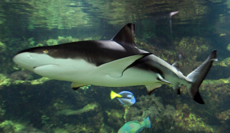 Olomoucká zoo poskytla azyl samici žraloka, jejíž akvárium zničilo tornádo