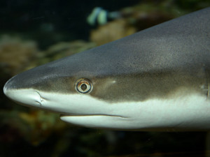 Olomoucká zoo poskytla azyl samici žraloka, jejíž akvárium zničilo tornádo