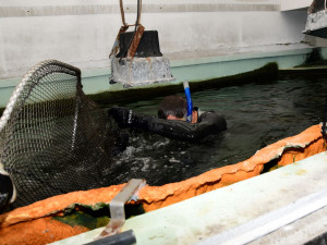 Olomoucká zoo poskytla azyl samici žraloka, jejíž akvárium zničilo tornádo