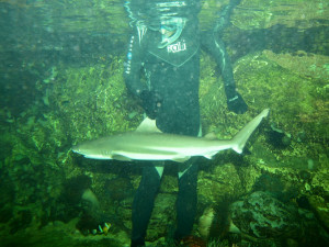 Olomoucká zoo poskytla azyl samici žraloka, jejíž akvárium zničilo tornádo
