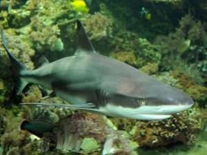 Olomoucká zoo poskytla azyl samici žraloka, jejíž akvárium zničilo tornádo