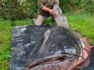 Neskutečný zážitek přineslo rybaření na Poděbradech u Olomouce Michalu Staňkovi. Rekordní sumec měřil 251 cm