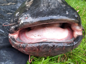 Neskutečný zážitek přineslo rybaření na Poděbradech u Olomouce Michalu Staňkovi. Rekordní sumec měřil 251 cm