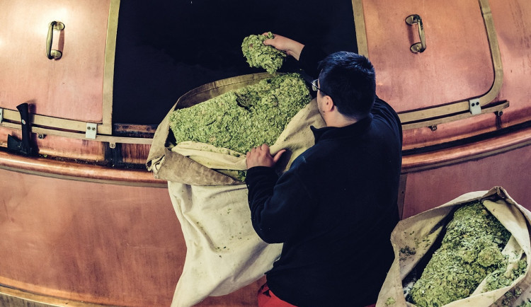 size3-16329920746319-2-pri-vyberu-spravneho-chmele-je-dulezity-vzhled-barva-a-hlavne-vune-rika-vrchni-sladek-budvaru