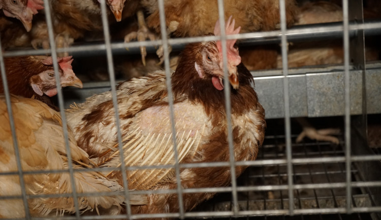 size3-1632950927759-139-komu-jde-o-prava-zvirat-iniciativa-ochrancu-proklepla-z-priorit-kandidujici-strany