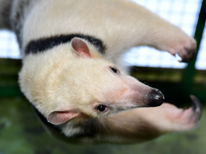 Samice mravenčíka Calamity z Frankfurtu nad Mohanem se zabydluje v olomoucké zoo