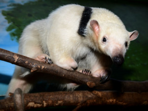 Samice mravenčíka Calamity z Frankfurtu nad Mohanem se zabydluje v olomoucké zoo