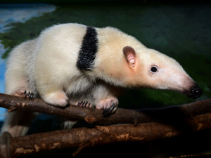 Samice mravenčíka Calamity z Frankfurtu nad Mohanem se zabydluje v olomoucké zoo