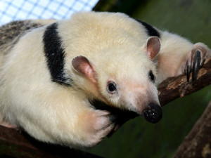 Samice mravenčíka Calamity z Frankfurtu nad Mohanem se zabydluje v olomoucké zoo