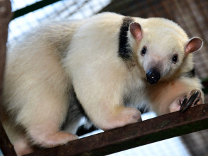 Samice mravenčíka Calamity z Frankfurtu nad Mohanem se zabydluje v olomoucké zoo