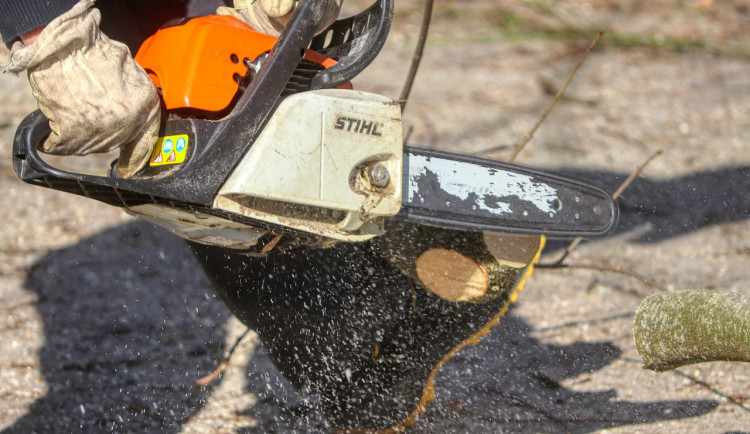 V Prostějově padla kvůli vodovodu alej. Lidé si za odměnu mohli vybrat novou výsadbu