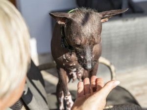 Jana Dohnalová ze Šternberku se věnuje canisterapii a felinoterapii. Za klienty jezdí s fenkami peruánského naháče, bernského salašnického psa a s kocourem Jonášem