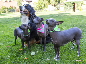 Jana Dohnalová ze Šternberku se věnuje canisterapii a felinoterapii. Za klienty jezdí s fenkami peruánského naháče, bernského salašnického psa a s kocourem Jonášem