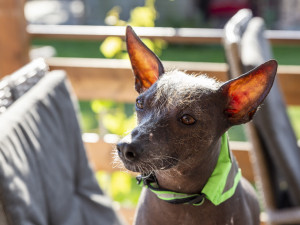 Jana Dohnalová ze Šternberku se věnuje canisterapii a felinoterapii. Za klienty jezdí s fenkami peruánského naháče, bernského salašnického psa a s kocourem Jonášem