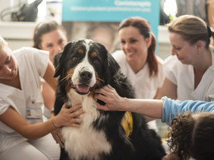 Jana Dohnalová ze Šternberku se věnuje canisterapii a felinoterapii. Za klienty jezdí s fenkami peruánského naháče, bernského salašnického psa a s kocourem Jonášem