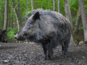 Obyvatelé Hluboček si stěžují na divoká prasata. Lesní zvěř rozryla i hřiště